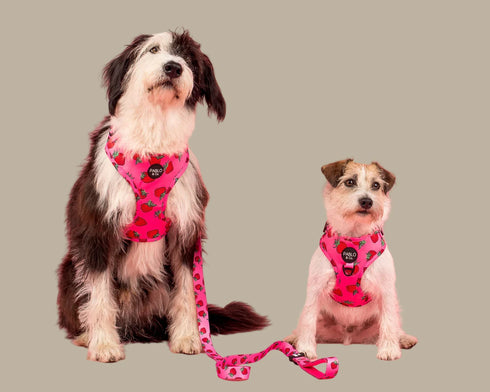 Pablo & Co. STRAWBERRIES Adjustable Dog Harness