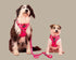 Pablo & Co. STRAWBERRIES Adjustable Dog Harness