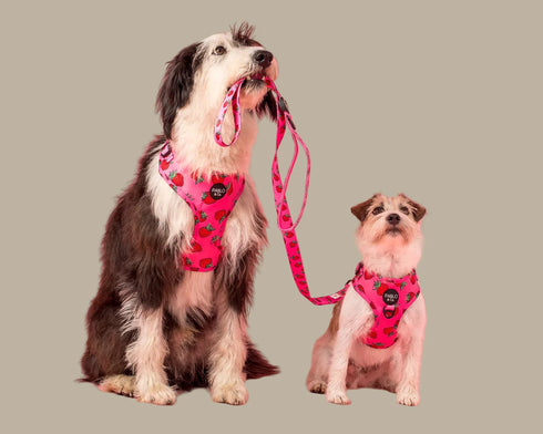Pablo & Co. STRAWBERRIES Adjustable Dog Harness