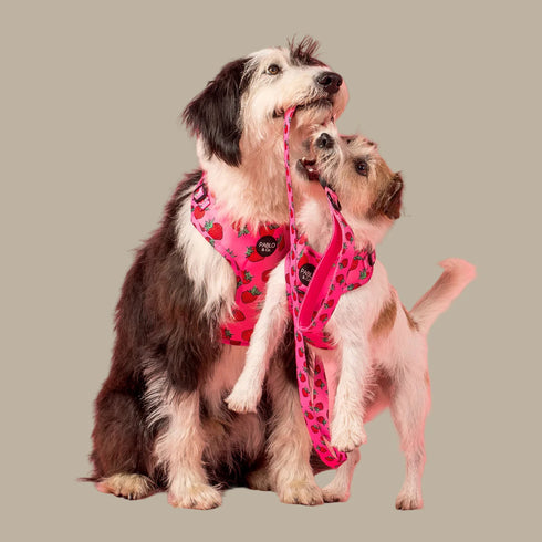 Pablo & Co. STRAWBERRIES Adjustable Dog Harness