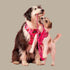 Pablo & Co. STRAWBERRIES Adjustable Dog Harness