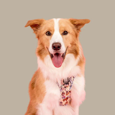 Pablo & Co. PARTY DAWGS Adjustable Dog Harness