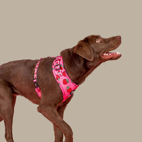 Pablo & Co. STRAWBERRIES Adjustable Dog Harness