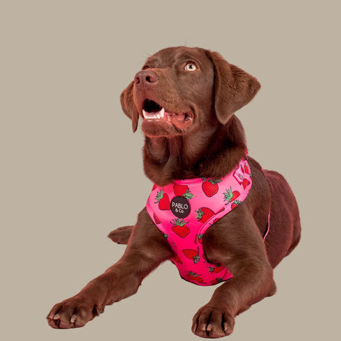 Pablo & Co. STRAWBERRIES Adjustable Dog Harness