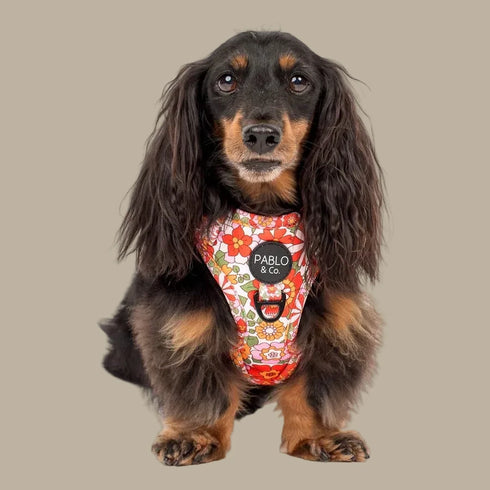 Pablo & Co. Adjustable Dog Harness - SALE