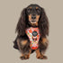 Pablo & Co. Adjustable Dog Harness - SALE