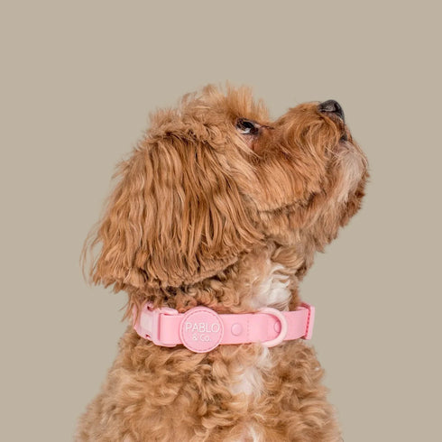 Pablo & Co. BUBBLEGUM Waterproof Collar