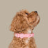 Pablo & Co. BUBBLEGUM Waterproof Collar