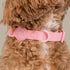 Pablo & Co. BUBBLEGUM Waterproof Collar