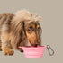 Pablo & Co. Collapsible Dog Water Bowl