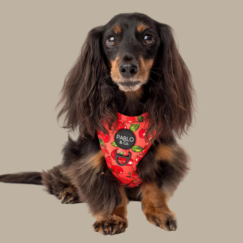 Pablo & Co. CHERRY Adjustable Dog Harness