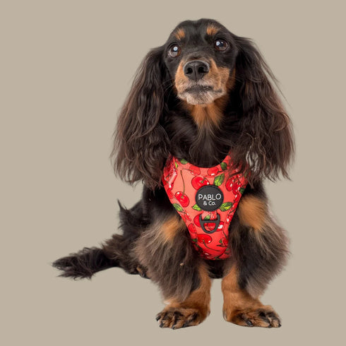 Pablo & Co. CHERRY Adjustable Dog Harness