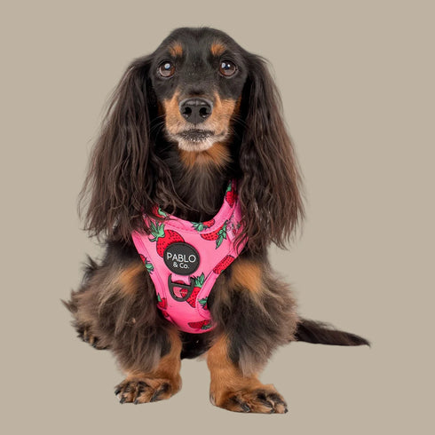 Pablo & Co. STRAWBERRIES Adjustable Dog Harness