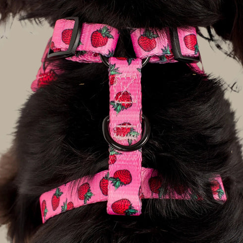 Pablo & Co. STRAWBERRIES Adjustable Dog Harness
