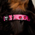 Pablo & Co. STRAWBERRIES Collar