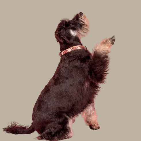 Pablo & Co. KENSINGTON Dog Collar