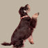 Pablo & Co. KENSINGTON Dog Collar
