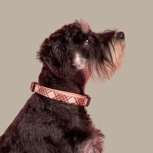 Pablo & Co. KENSINGTON Dog Collar