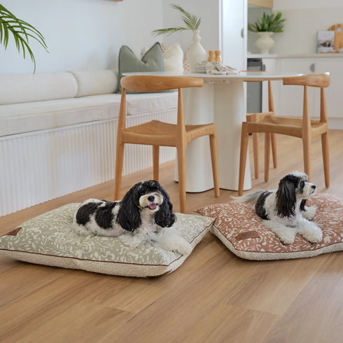 Two small dogs, one black and white and the other brown and white, are comfortably resting on decorative floor cushions in a bright, modern living space.
