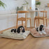 Two small dogs, one black and white and the other brown and white, are comfortably resting on decorative floor cushions in a bright, modern living space.