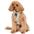 PABLO & CO. ADJUSTABLE HARNESS