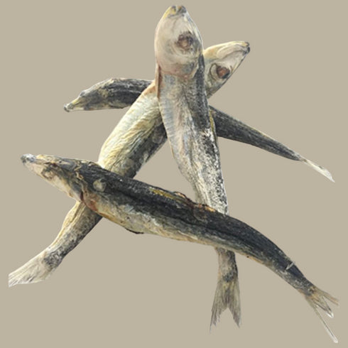 Freeze Dried Sardines