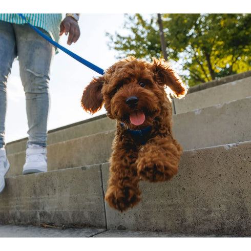 RUFFWEAR LEAD FRONT RANGE