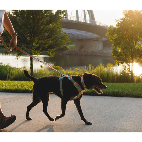 RUFFWEAR HARNESS NEW FRONT RANGE