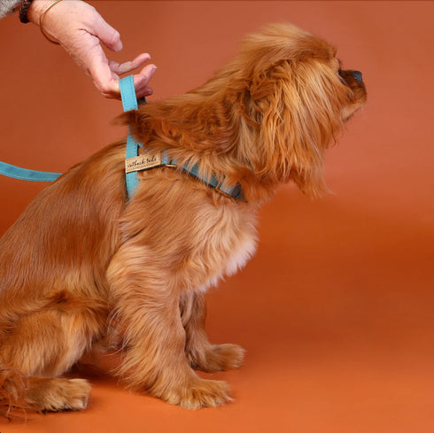Outback Tails WAXED CANVAS Dog Harness - Blue