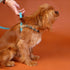 Outback Tails WAXED CANVAS Dog Harness - Blue