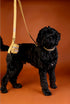 Outback Tails Waxed Canvas Dog Lead - Gold