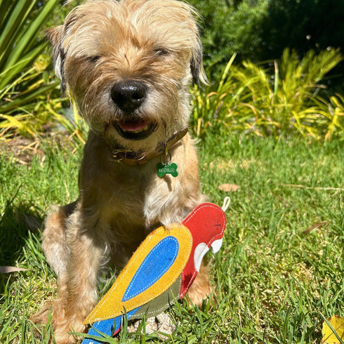 A small, happy dog with a scruffy coat sits on green grass, smiling with its eyes closed. Next to the dog is a colorful, bird-shaped toy resembling a Rosella, showcasing vibrant red, blue, and yellow colors.