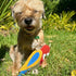 A small, happy dog with a scruffy coat sits on green grass, smiling with its eyes closed. Next to the dog is a colorful, bird-shaped toy resembling a Rosella, showcasing vibrant red, blue, and yellow colors.