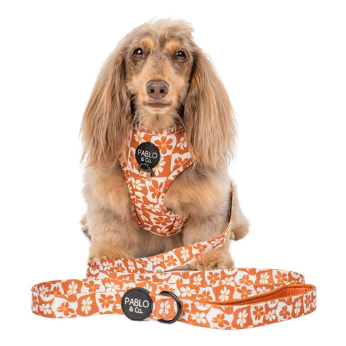 Pablo & Co. RETRO DAZIE Dog Leash