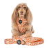 Pablo & Co. RETRO DAZIE Dog Leash