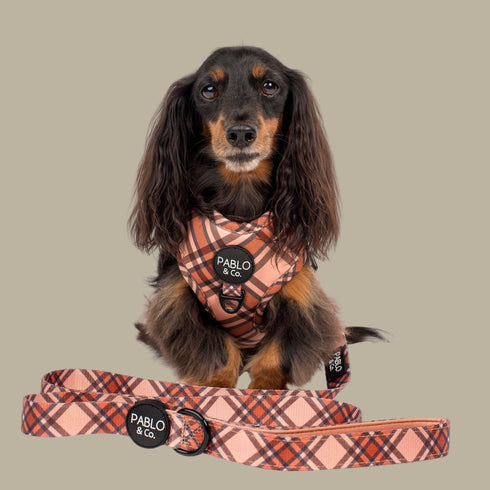 Pablo & Co. KENSINGTON Dog Leash