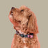 Pablo & Co. PATCH'S PLAID Dog Collar