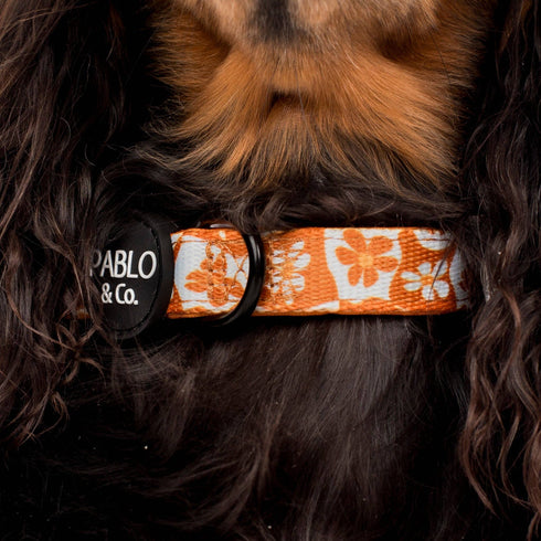 Pablo & Co. RETRO DAZIE Dog Collar