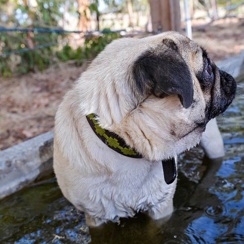 George Paws POLO BARK Collar - GRASS