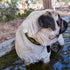 George Paws POLO BARK Collar - GRASS