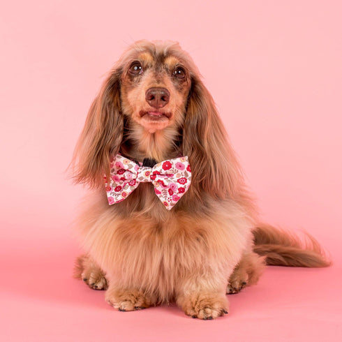 A fluffy, light brown dog sits on a pink background, wearing a vibrant floral bow tie featuring shades of red and pink. The dog has long fur and an attentive expression, adding charm to the playful accessory.
