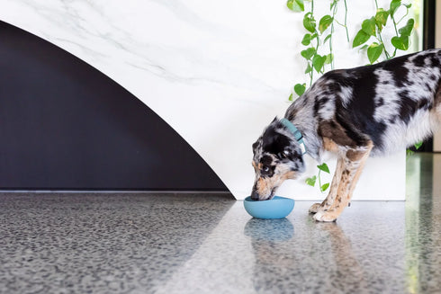 Fuzzyard Life Silicone Bowl - French Blue