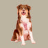 Pablo & Co. PRIMROSE Adjustable Dog Harness