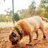 A small, fluffy dog with a light brown coat is sniffing the ground in a grassy, outdoor setting. The dog is wearing a green collar, and the background features trees and a blurred landscape, indicating a sunny day.