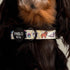 Pablo & Co. PARTY DAWGS Dog Collar