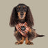 Pablo & Co. KENSINGTON Adjustable Dog Harness