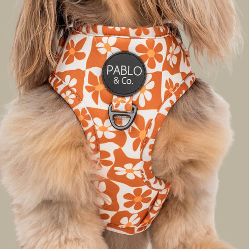 Pablo & Co. RETRO DAZIE Adjustable Dog Harness