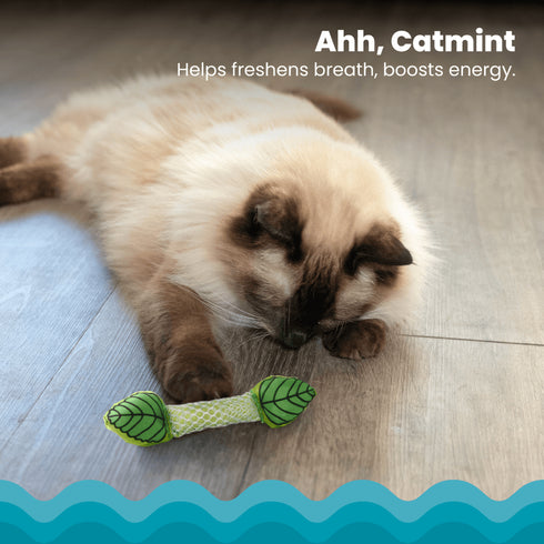 Petstages Fresh Breath Mint Stick Cat Chew Toy