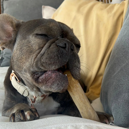 CONSCIOUS PET CO. COFFEE WOOD CHEWS